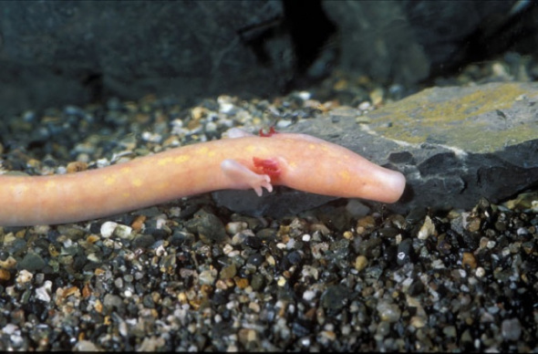 洞螈是一种长相怪异的动物，呈管状，长约1英尺（约合30厘米）。由于其拥有粉嫩的皮肤，长有细小的前肢和腿，看起来有些像个小人，因此也被称为“人鱼”。
