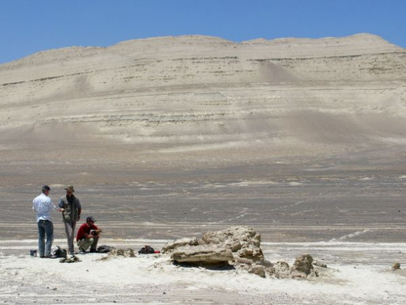 发现麦尔维尔鲸化石的遗址(图片提供：G.
Bianucci, Universitá di Pisa)