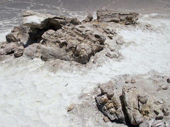 包含麦尔维尔鲸化石的岩石(图片提供：G.
Bianucci, Universitá di Pisa)